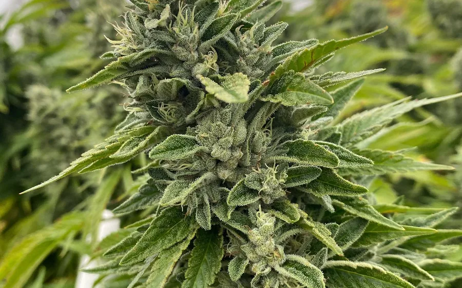 A flowering cannabis plant photographed close in warm daylight
