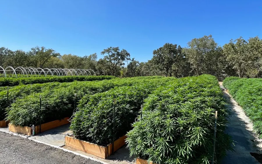 Long rows of cannabis under a clear sky